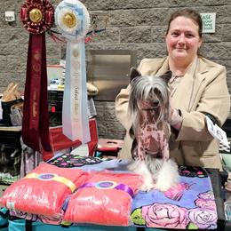 Lily - Chinese Crested