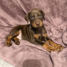 Black Collar - Red and rust male Doberman Pinscher puppy in Lake City, Florida from Paintedcrazy Doberman Pinchers