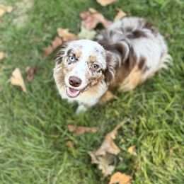Maddie - Toy Australian Shepherd