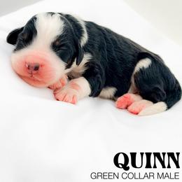 Quinn - Tri-color male Bernedoodle puppy in Tipton, Indiana from Country Creek Doodles