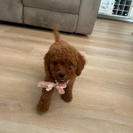 Cookie - Red  female Goldendoodle puppy in Charlotte, North Carolina from Barkins and Company