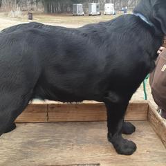 Labrador Retrievers from Whistler Farm