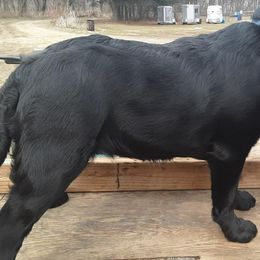 Labrador Retrievers from Whistler Farm