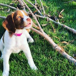Brittany Puppies from Find A Bird Kennels