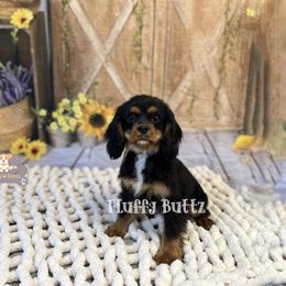 Cavalier King Charles Spaniel, Golden Retriever, and Poodle Puppies from Fluffy Buttz