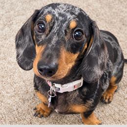 Millie - Dachshund