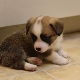Pembroke Welsh Corgi Puppies from Mountain Maryland Corgis