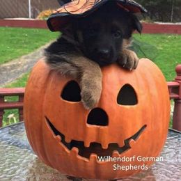 German Shepherd Puppies from Wilhendorf