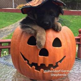 German Shepherd Puppies from Wilhendorf