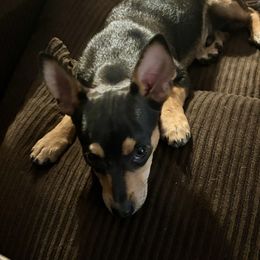 Russell - Black and tan male Chihuahua puppy in Scranton, South Carolina from The Magnolia Pawlor, LLC