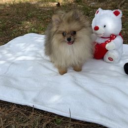 Pomeranian puppies from Precious Puppies 🐶