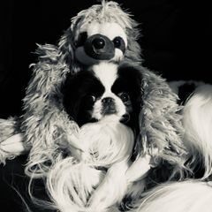 Japanese Chin Puppies from Camelot's Japanese Chin