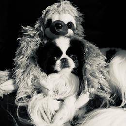 Japanese Chin Puppies from Camelot's Japanese Chin