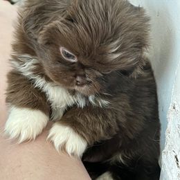 Pekingese Puppies from TXNVGALPEKES