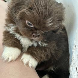 Pekingese Puppies from TXNVGALPEKES