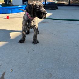 Cosmo - Brindle female Great Dane puppy in Marble Falls, Texas from Notorious Great Danes