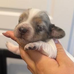 Black And Tan Dapple Piebald - Dapple male Dachshund puppy in Horizon City, Texas from Willipaws