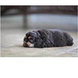 Cocker Spaniel Puppies from Blackwater Kennel