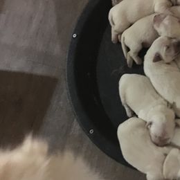 Golden Retriever Puppies from Dale Hollow Goldens