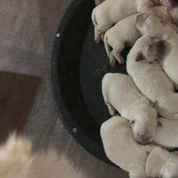 Golden Retriever Puppies from Dale Hollow Goldens