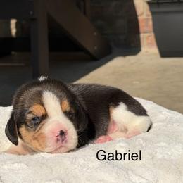 Gabriel - Black tan and white male Beagle puppy in Mansfield, Missouri from Rippee Creek Kennel