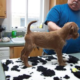 Irish Terrier Puppies from Geordan Irish Terriers