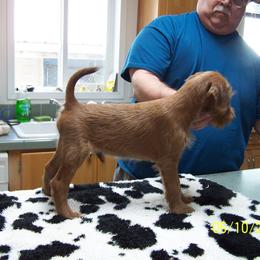 Irish Terrier Puppies from Geordan Irish Terriers