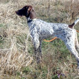 German Shorthaired Pointers from West Point GSP