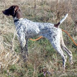 German Shorthaired Pointers from West Point GSP