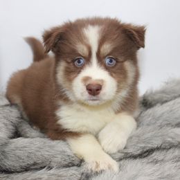 Pomsky Puppies from Florida Pomskies