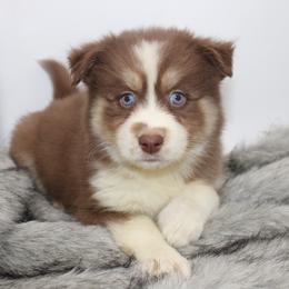 Pomsky Puppies from Florida Pomskies