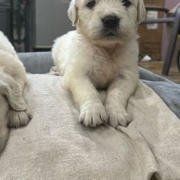 Maggy - Golden Retriever puppy from Southern Belle's Puppies