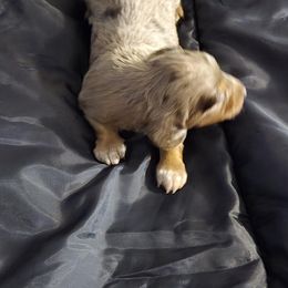 Boy 1 - Dapple male Dachshund puppy in Jackson's Gap, Alabama from Lake Martin Doxies