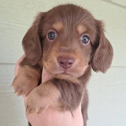 3000.. Brownie - Chocolate and tan male Dachshund puppy in Winter Haven, Florida from Gateway 2 Little Paws