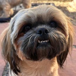 Order - Gold male Shih Tzu puppy in El Prado, New Mexico from Maison Petit Lion