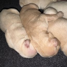 Kona Boy 2 - Golden male Golden Retriever puppy in Fort Morgan, Colorado from Golden Girls Kennels, LLC
