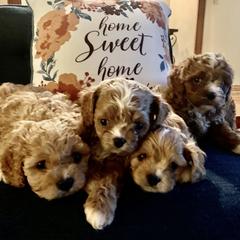 Cavapoo Puppies from Stephanie Abbott