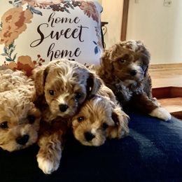 Cavapoo Puppies from Stephanie Abbott