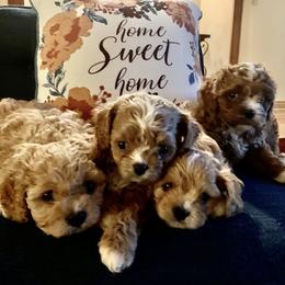 Cavapoo Puppies from Stephanie Abbott