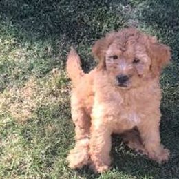 Australian Labradoodles from BabySweet Labradoodle’s