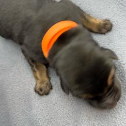 Boy 2 - Black and tan male German Shepherd puppy in Sharon Grove, Kentucky from Julie’s Shepherds