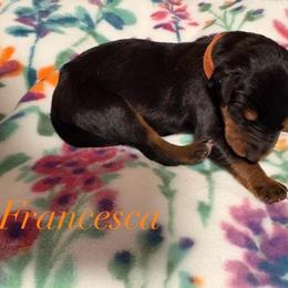 Francesca - Black and rust female Doberman Pinscher puppy in Coplay, Pennsylvania from By My Side Germans Shepherds & Dobermans