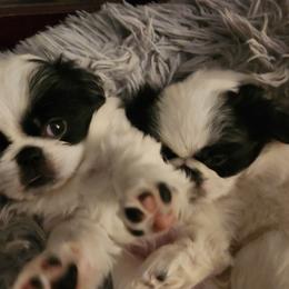 Japanese Chin Puppies from Chin Babies