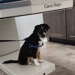 Toy Australian Shepherd All Grown Up from Alexandra Meadors