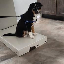 Toy Australian Shepherd All Grown Up from Alexandra Meadors