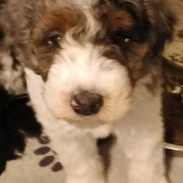 Boy two - Parti male Poodle puppy in East Providence, Rhode Island from Marta's Cavaliers