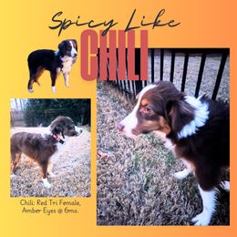 AKC - Chili - Miniature American Shepherd puppy from Soul Stone Kennels