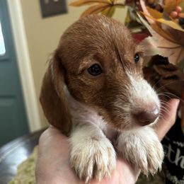 Tink - Piebald female Dachshund puppy in Argos, Indiana from TKO Doxies