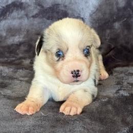 Boy 4 - Blue merle and white male Cardigan Welsh Corgi puppy in Huntington Beach, California from Lucky Puppies