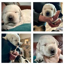 Boy 3 - Yellow Labrador Retriever puppy in New York from Thistle Hill Labradors